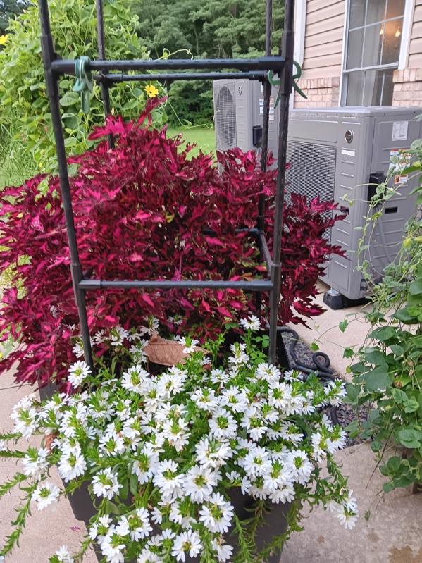Garden photo